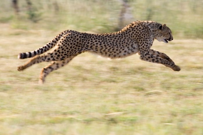 Cheetah gepard cheetahs guepardo tierische rekorde freder scinexx könig sprinter tails steer muscular