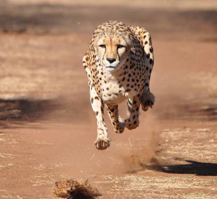 James ran like a cheetah