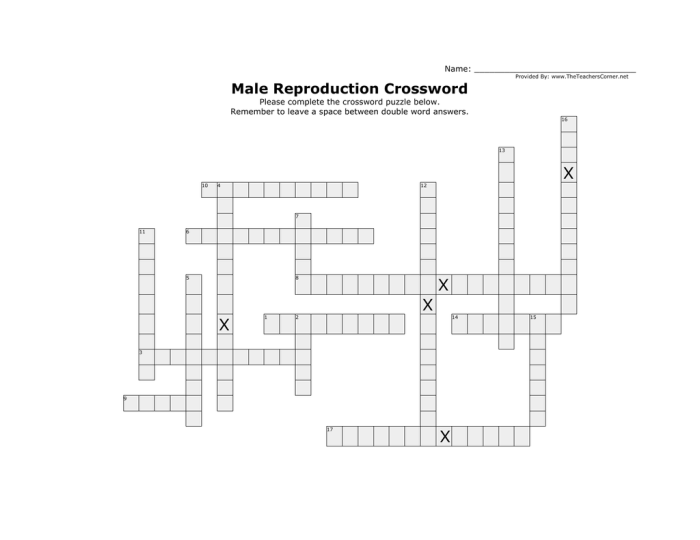 Male sexual and reproductive systems crossword puzzle