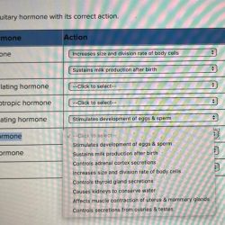 Growth hormone hypothalamus pituitary human physiology gland anatomy regulation system hormonal anterior endocrine gh secretion effect stimulates ghrh cells pathophysiology